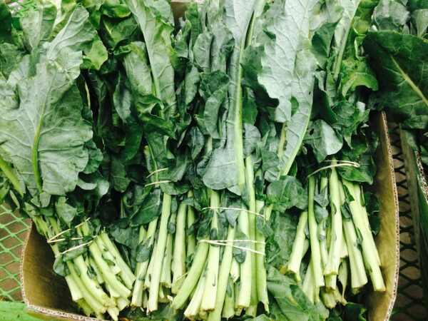 UNA VERDURA ESTIVA: LA BIETOLA. SCOPRIAMO BENEFICI, PROPRIETÀ E RICETTE