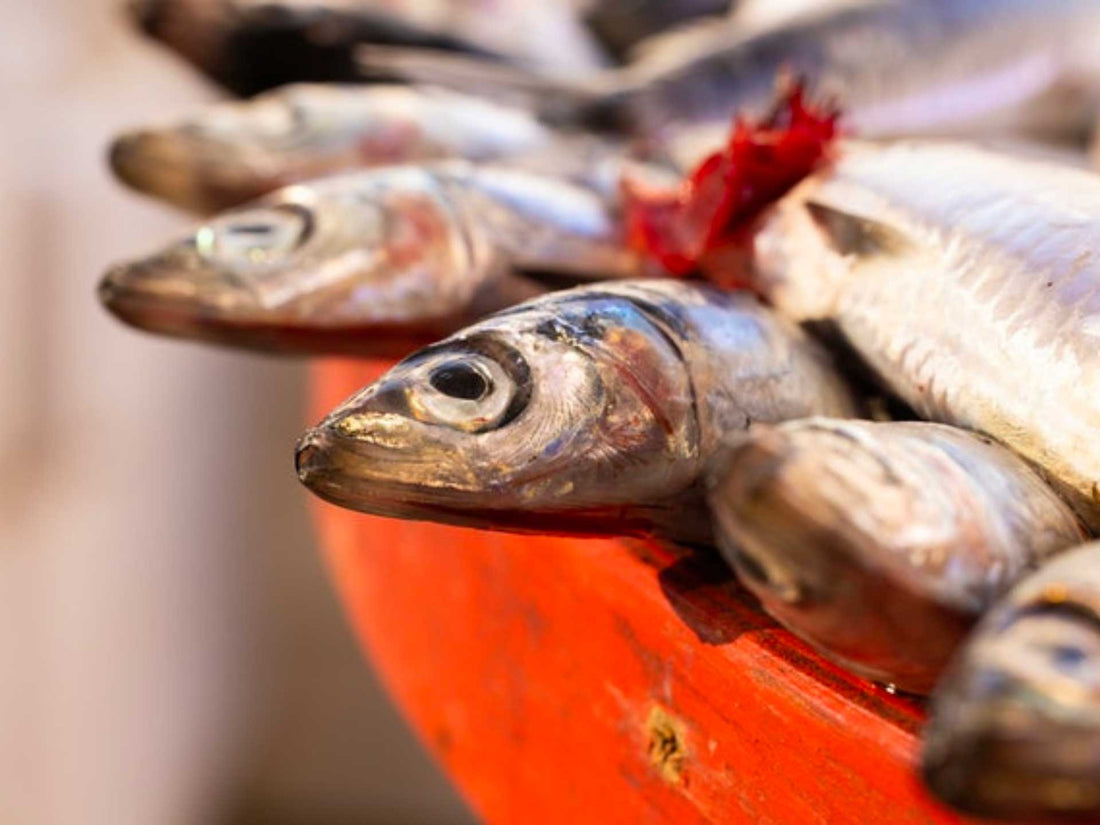 OMEGA 3: FAI IL PIENO DI GRASSI BUONI!