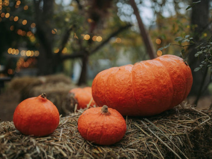 ZUCCA: BENEFICI, PROPRIETÀ BENEFICHE E RICETTE